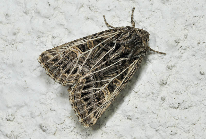Tholera decimalis